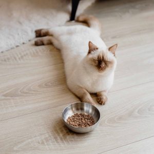 ROYAL roestvrijstalen voerbak voor katten – 300 ml